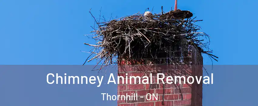 Chimney Animal Removal Thornhill - ON